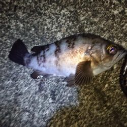 上げ潮を狙って❗