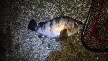 上げ潮を狙って❗