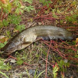 ナマズはまりました