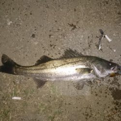 シーバス釣り終わり良ければ全て良し