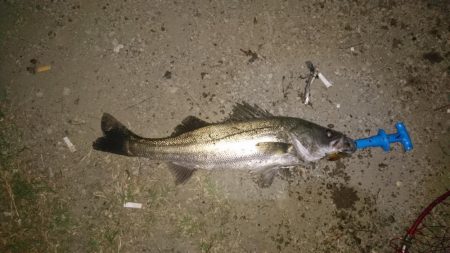 シーバス釣り終わり良ければ全て良し