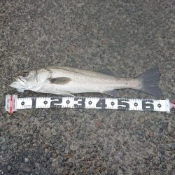 ショアジギング