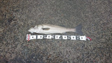 ショアジギング