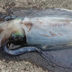 本年度、初！！春アオリイカ！！