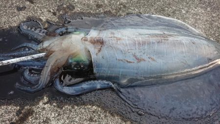 本年度、初！！春アオリイカ！！