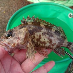 ガッシーは元気です