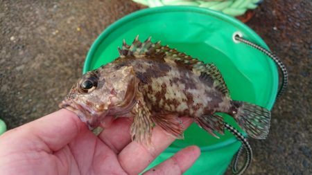 ガッシーは元気です