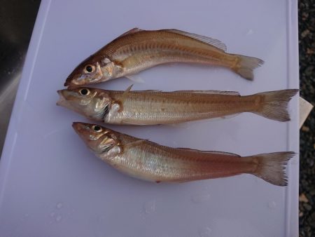 久しぶりのキス釣り