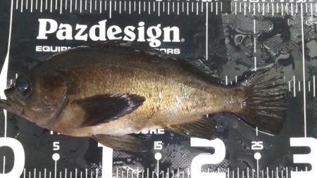 メバリング　30ｃｍまで