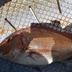 マダイ乗っ込み