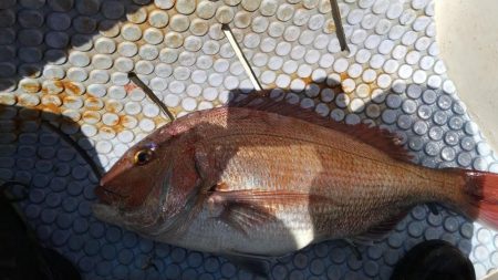 マダイ乗っ込み