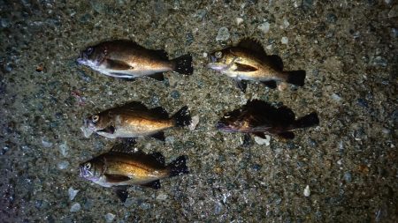 強風の中のメバリング