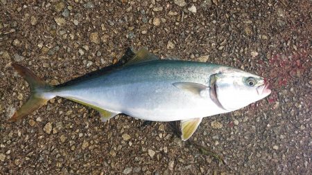 BIGブルー捕獲‼þ…