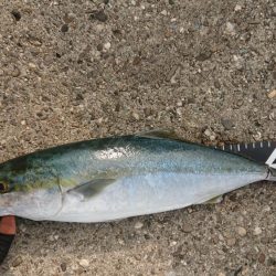 スリムハマチさん