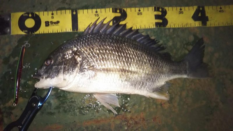 ぶらバチ河川調査！！