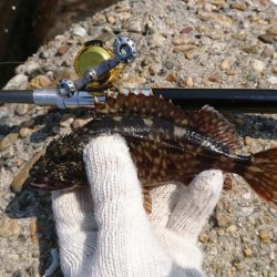 久しぶりの穴釣り