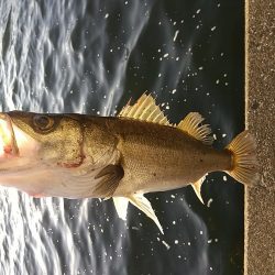 神戸湾奥朝練調査