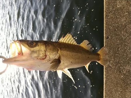 神戸湾奥朝練調査