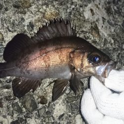 八木メバリング！