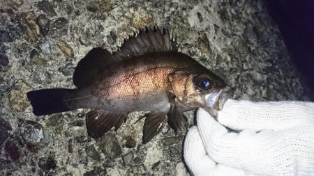 八木メバリング！