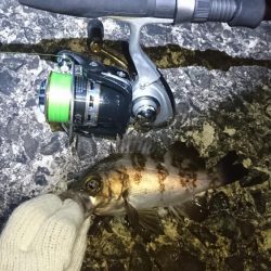 江井ヶ島メバリング