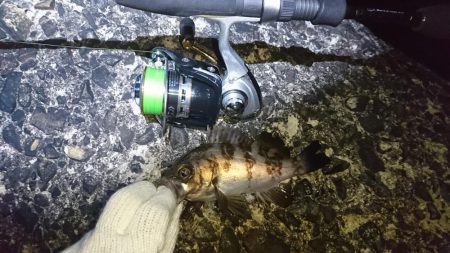 江井ヶ島メバリング