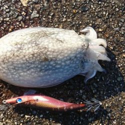 ｼﾘﾔｹｲｶ  1  .  2