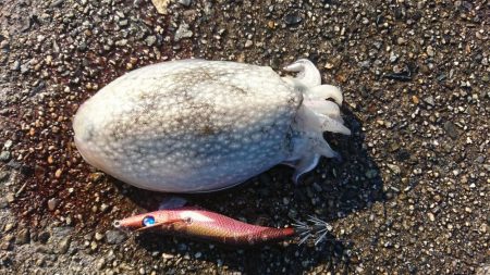 ｼﾘﾔｹｲｶ  1  .  2