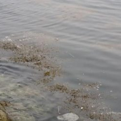 ｼﾘﾔｹｲｶ  3