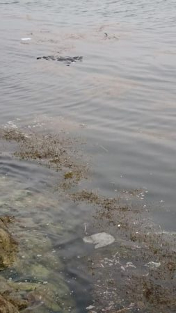 ｼﾘﾔｹｲｶ  3