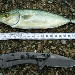 青物調査　ミニツバスゲット