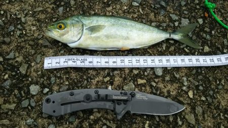 青物調査　ミニツバスゲット