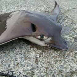 エイ、エイ、エイ