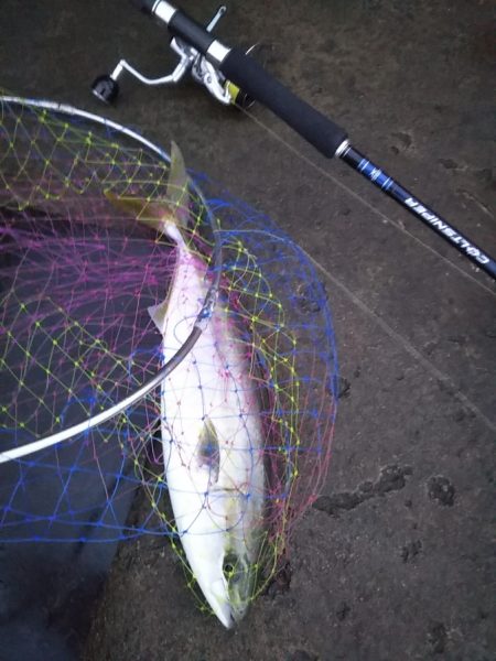 青物の引きを堪能