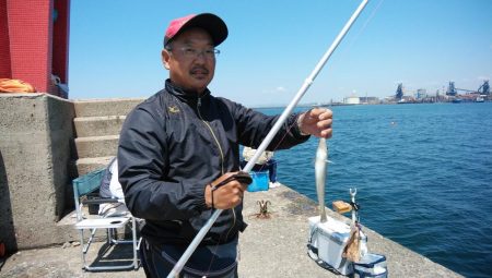 播磨新島のキス調査