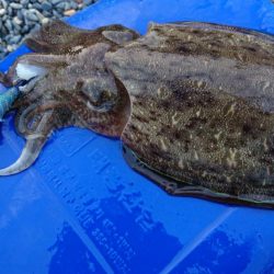 モンゴウイカ5杯