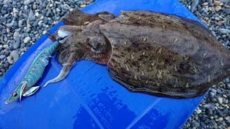 モンゴウイカ5杯