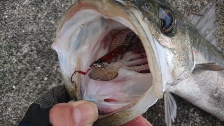 岸ジギ、ナナマル捕獲成功！