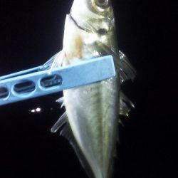 大剣とギガアジ