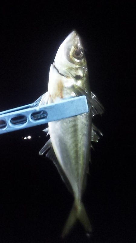 大剣とギガアジ