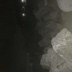 人一杯！メバルはそれなり。