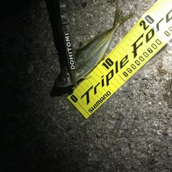 夕まずめアジング