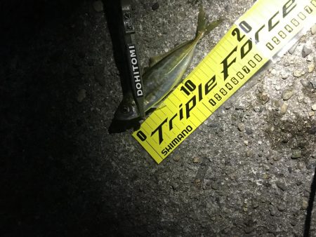 夕まずめアジング