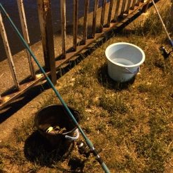 淀川のウナギパート3