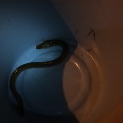 淀川のウナギ釣り