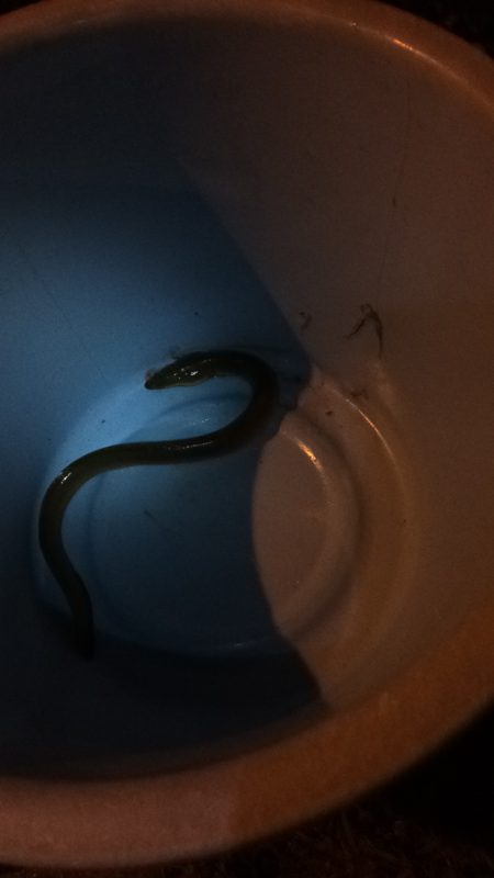 淀川のウナギ釣り