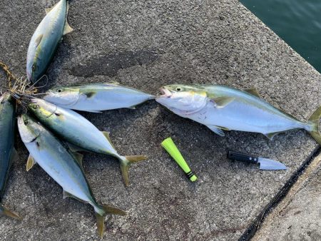 短時間、ミノー縛り