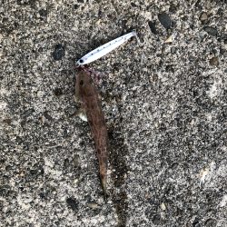 朝マヅメ5目釣り