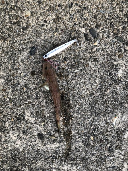 朝マヅメ5目釣り