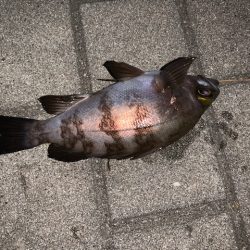 25㎝以上　サイズアップ